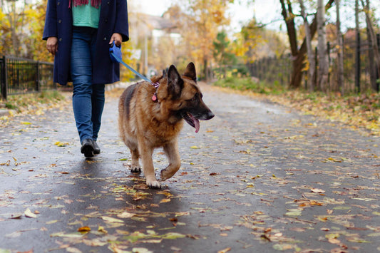 The Responsibility Behind Owning a Powerful Dog